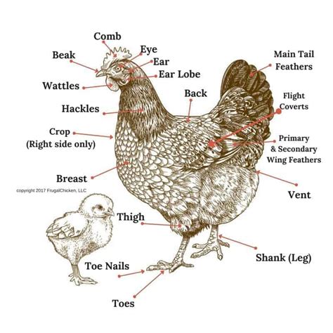About Fowls A Pro Poultry Welfare Tetrachromat Light