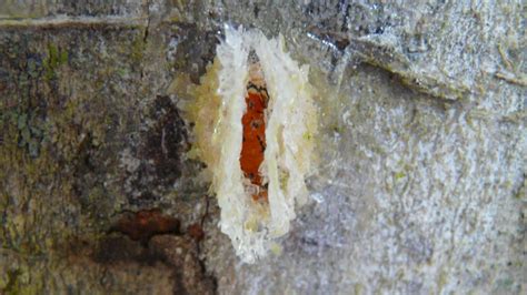 The series is essentially divided into two parts: BBC - Earth - Caterpillar makes magical cocoon