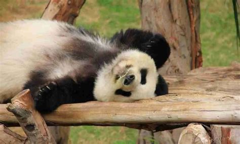 How Do Giant Pandas Communicate The 5 Commons Sounds
