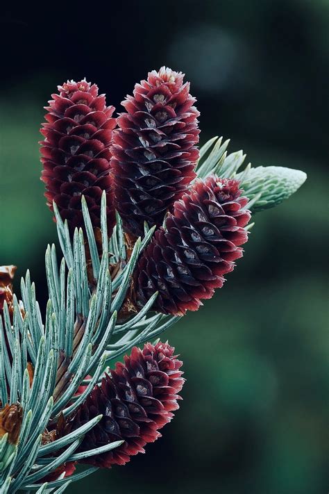 Blue Spruce Isis Essentials And Exotica