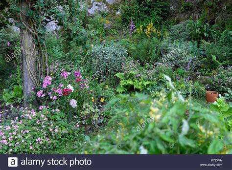 Rockery Perennial Hi Res Stock Photography And Images Alamy