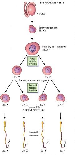 Spermatogenesis Process Stages Duration And Diagrams