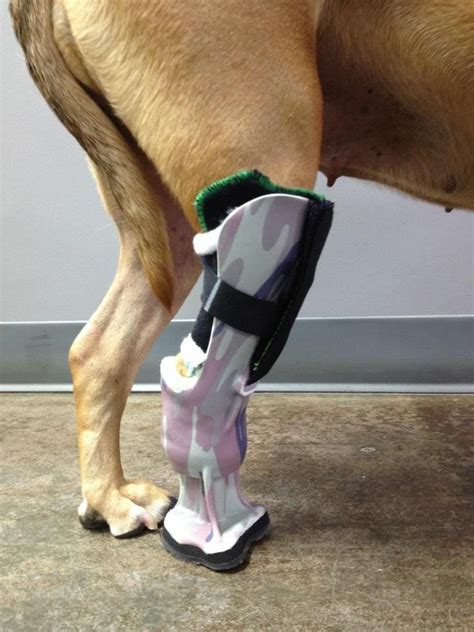 Orthopets Below Tarsus Prosthetic Device Cats Pinterest Prothèse