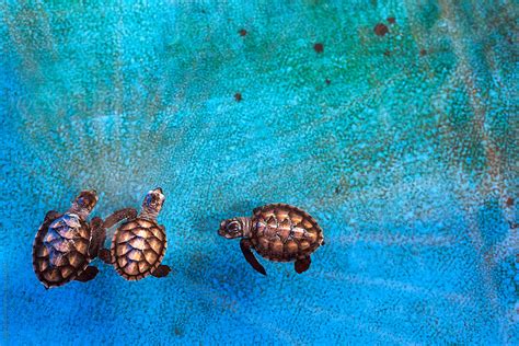 Cute Little Baby Sea Turtles Swimming Inside Water Tank In Nursery By