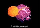 Pictures of Modified T Cells Cancer Treatment