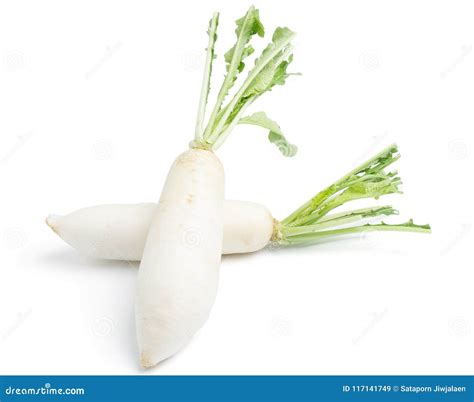 Daikon Radishes Isolated On White Stock Image Image Of Vitamin
