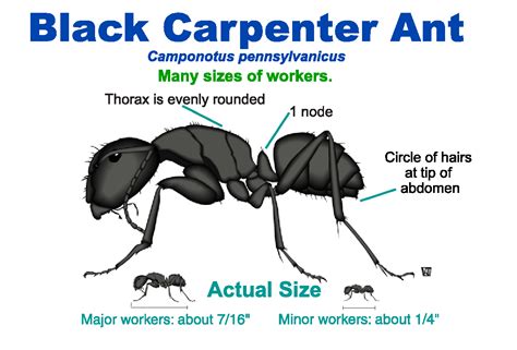 Carpenter Ants Biology And Habits Do It Yourself Pest Control