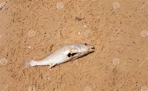 A Dead Fish That Washed Up On Shore Stock Photo Image Of Vulture