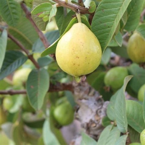 Buy Guava Plant L 49 Online At Cheap Price In India