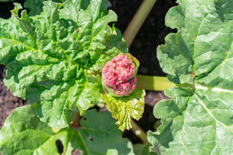 Why Is My Rhubarb Flowering And What Should I Do