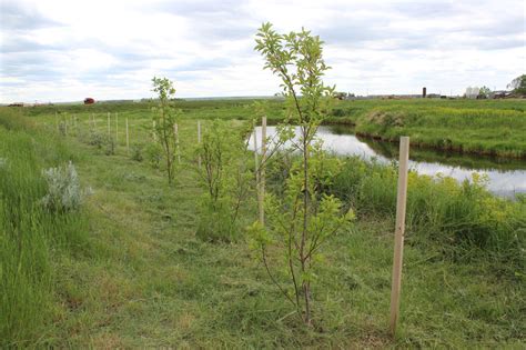 Riparian Restoration South East Alberta Watershed Alliance