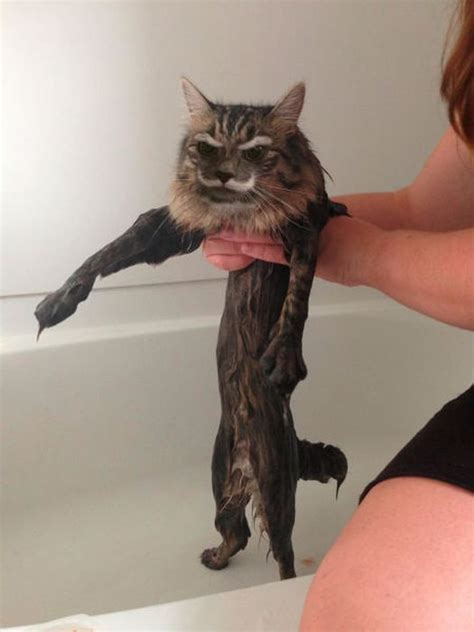 This New Wet Cat Meme Is Dominating The Internet Pics