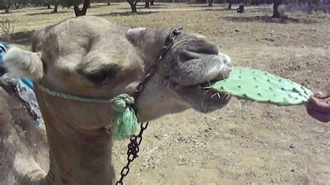 If you plan on foraging cactus, make sure you have positively identified your. Da camel the Dromedary