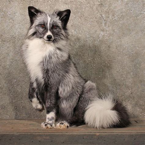 Marble Fox Love This Coat Color Its Gorgeous Pet Fox Animals