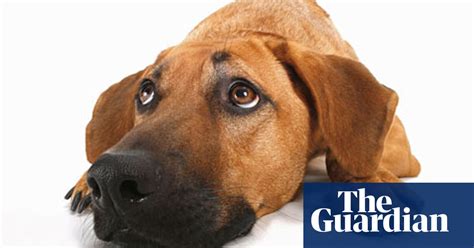 Space Solves A Smelly Dog Plus The Hunt For Matching Crockery Diy The Guardian