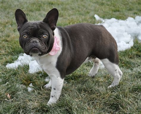 This is one of the most popular breeds and is available. What colors and color patterns do Frenchies come in ...