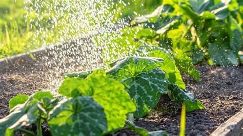 15 Genius Tips For Watering Your Plants