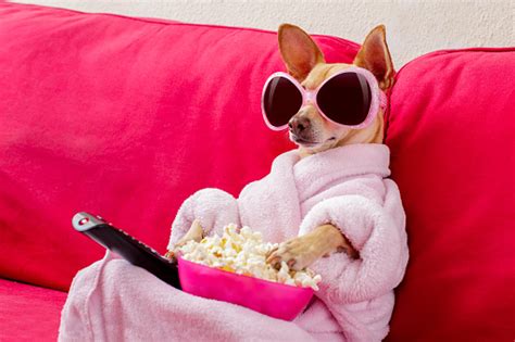 Dog Watching Tv On The Couch Stock Photo Download Image Now Istock
