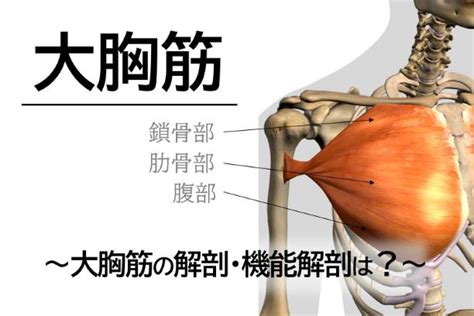 【大胸筋②】大胸筋の解剖・機能解剖は？ ファーストクラストレーナーズ