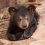 Baby Bear Portrait Photograph By Laurinda Bowling