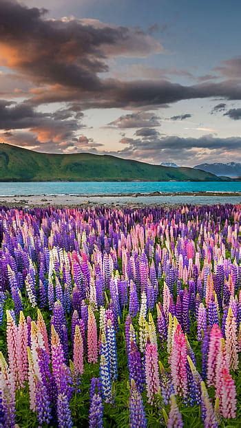 With Flowers Lupins Lake Tekapo New Zealand Hd Wallpaper Pxfuel