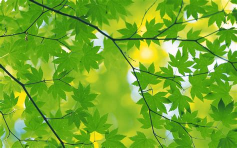 Free photo: Green leaves background - Art, Backdrop, Tree - Free