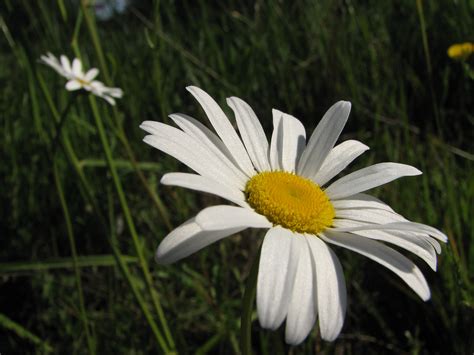 Filepossible Wild Daisy Flower Wikipedia