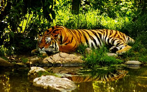 Colors Of Nature Tiger Hd Wallpapers Desktop Wallpapers