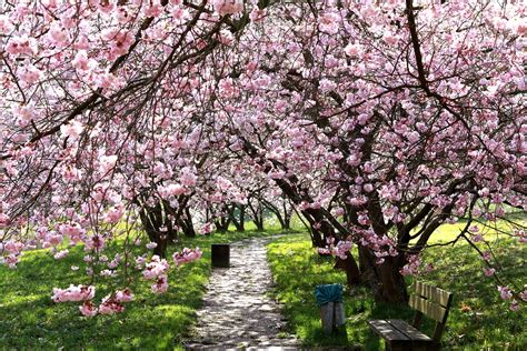 Cherry Blossoms Cherries Spring Free Photo On Pixabay Pixabay