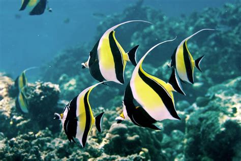 Moorish Idols The Dream Fish For Aquarists