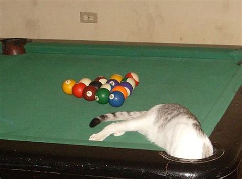 35 Funny Pictures Of Cats Stuck In Places They Shouldnt
