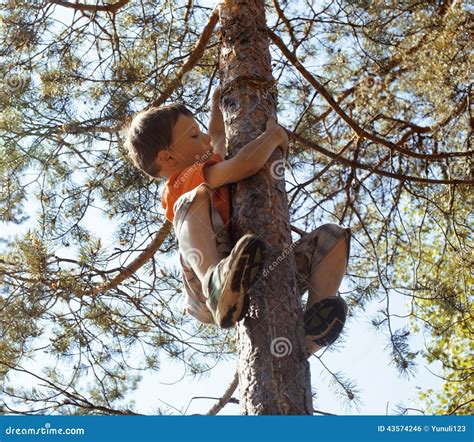 Little Cute Boy Climbing On Tree Stock Photo Image Of Cute Little