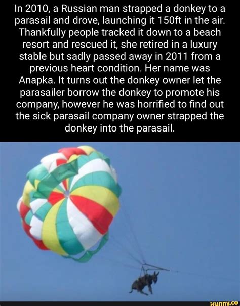 In 2010 A Russian Man Strapped A Donkey To A Parasail And Drove