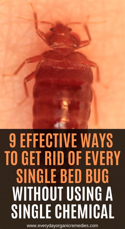 9 Effective Ways To Get Rid Of Every Single Bed Bug Without Using A