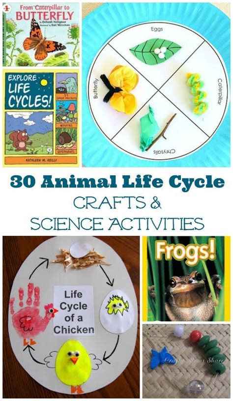30 Animal And Insect Life Cycle Activities Insect Life Cycle Activities
