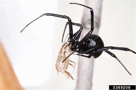 Black Widow Spider Latrodectus Mactans Araneae Theridiidae 5389208