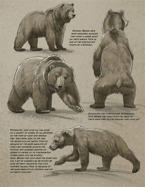 Art References And Resources — Anatoref Bear By Aaron Blaise In 2022