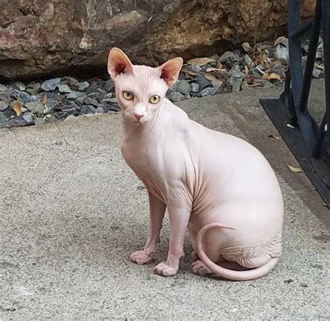 Sphynx Cats For Sale Placerville Ca 282181 Petzlover