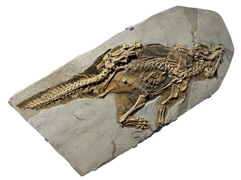 See Photos Of Amazing Dinosaur Fossils From National Geographic