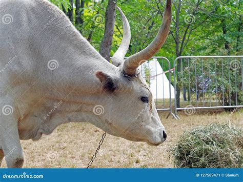 Big White Bull With Horns Stock Image Image Of Beef 127589471