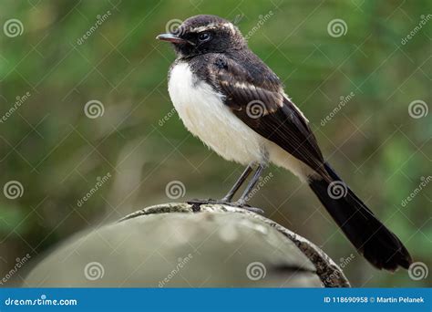 Willie Wagtail Rhipidura Leucophrys Black And White Young