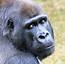 Great Apes And Humans  Encyclopedia Of Life