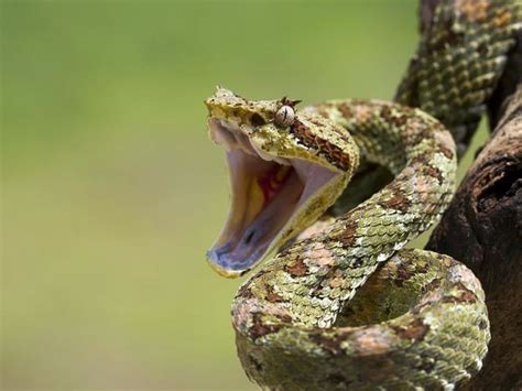 Snake Opening Mouth A Lot Trenduka