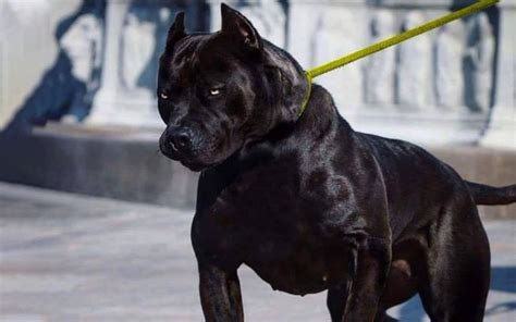 All Black American Pitbull Terrier Jawersnet