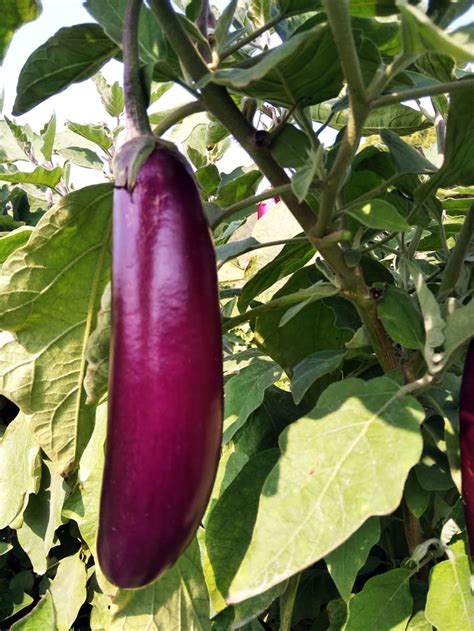 Brinjal With Plant Free Photo Graphics Pic