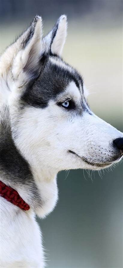 Husky Wallpapers Iphone Dog Siberiano Winter Muzzle