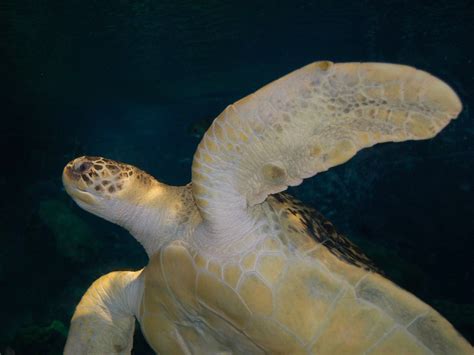 The Online Zoo Green Sea Turtle