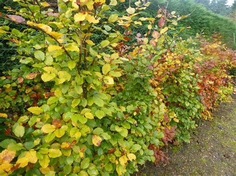 Beech Hedging With Wonderful Autumn Colour Plants Available From