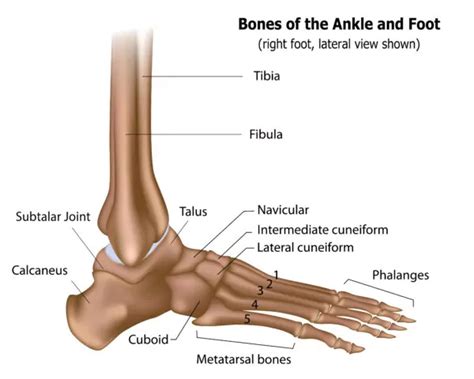 The Basics Of Ankle Anatomy And Foot Anatomy
