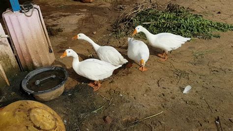 They are mostly raised for their meat and eggs, and at times, domesticated as pets. White Ducks | American Pekin duck - YouTube